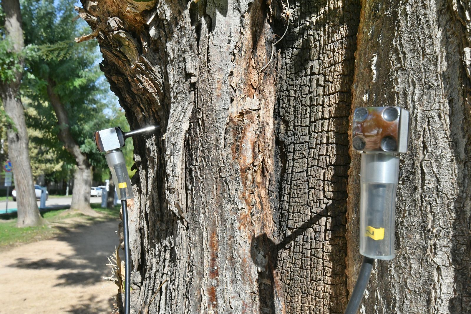 30 balesetveszélyes idős japánakácot kell kivágni - azonnal ültetik az új fákat a parkba